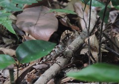 Enyalius