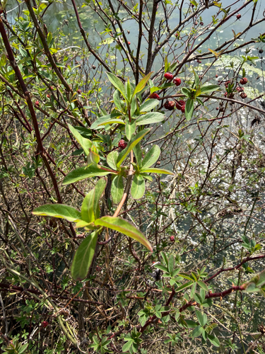 swamp rose (Rosa palustris)