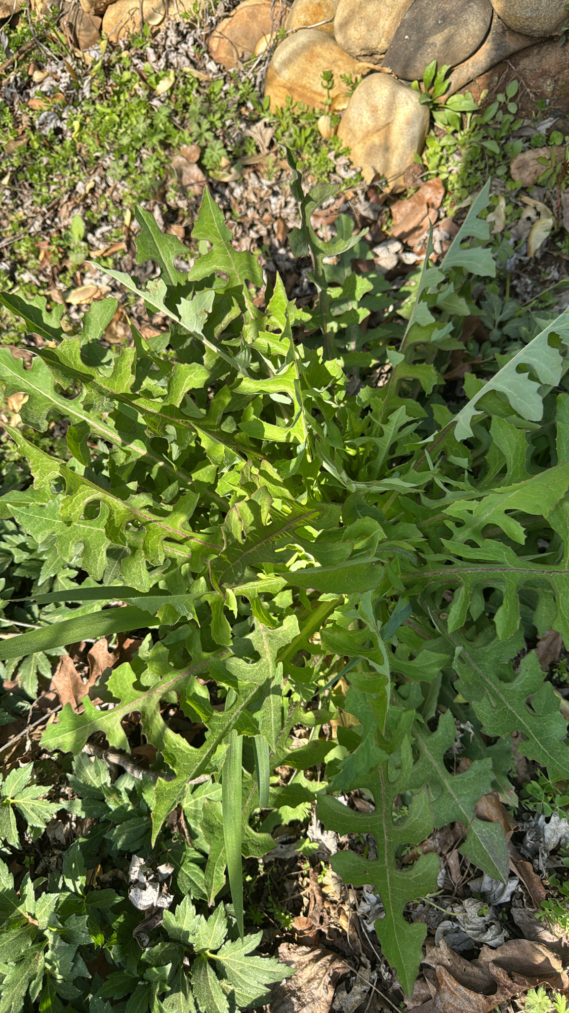 Canada Wild Lettuce (Lactuca canadensis)