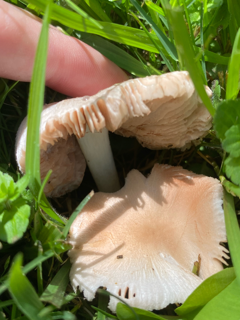 Volvopluteus gloiocephalus · March 2026 · photo: © arcaniac (iNaturalist, cc-by)