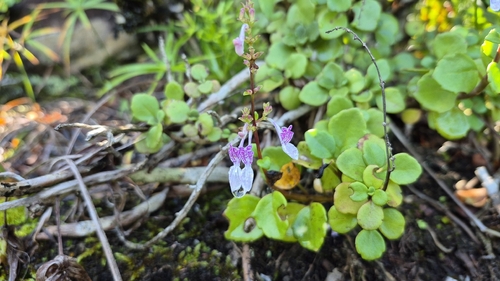 Littleleaf Rocksage (Aeollanthus parvifolius)