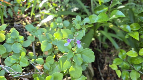 Aeollanthus parvifolius, photograph 2