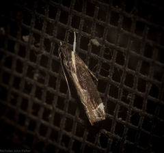 Chaliniastis astrapaea