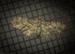 Chloroclystis mniochroa