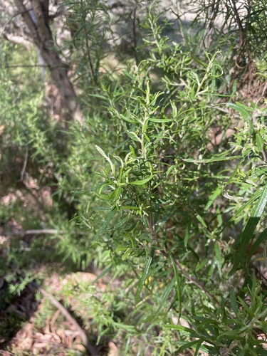 Ozothamnus ferrugineus, photograph 5