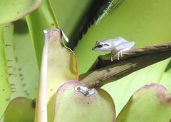 Pristimantis ramagii