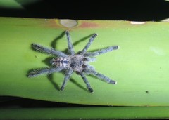 Pachistopelma rufonigrum