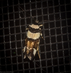 Macrobathra euryleuca