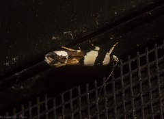 Macrobathra euryleuca