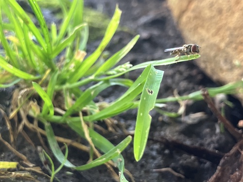 Unknown species found near Lavinia Campbell Park, Los Olivos, CA, US