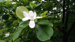 Magnolia denudata