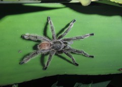 Pachistopelma rufonigrum