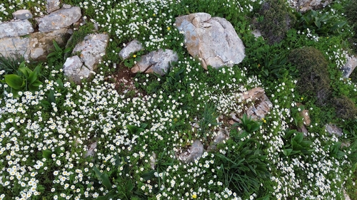 Colchicum macrophyllum