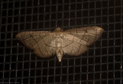 Hypolamprus ypsilon