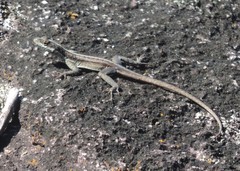 Tropidurus semitaeniatus