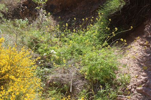 Succowia balearica, photograph 5