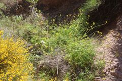 (c) Olivier Argagnon, some rights reserved (CC BY) Succowia balearica, photograph (c) Olivier Argagnon, some rights reserved (CC BY)