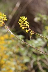 Succowia balearica, photograph (c) Olivier Argagnon, some rights reserved (CC BY)