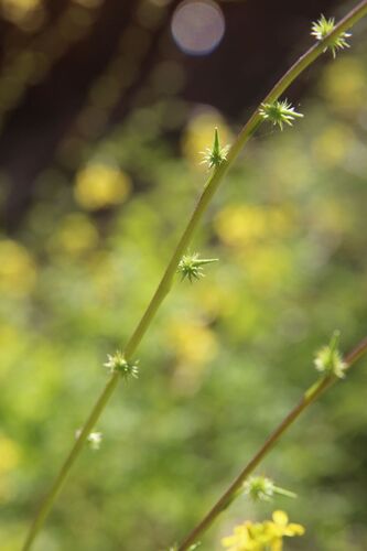 Succowia balearica, photograph 3