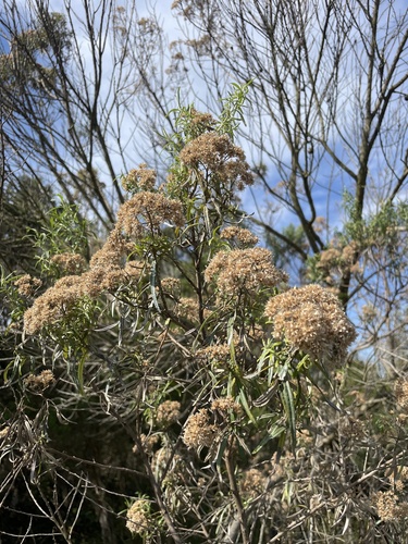 Tree Everlasting (Ozothamnus ferrugineus)