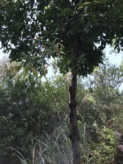 Cinnamomum burmanni