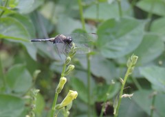 Erythrodiplax avittata
