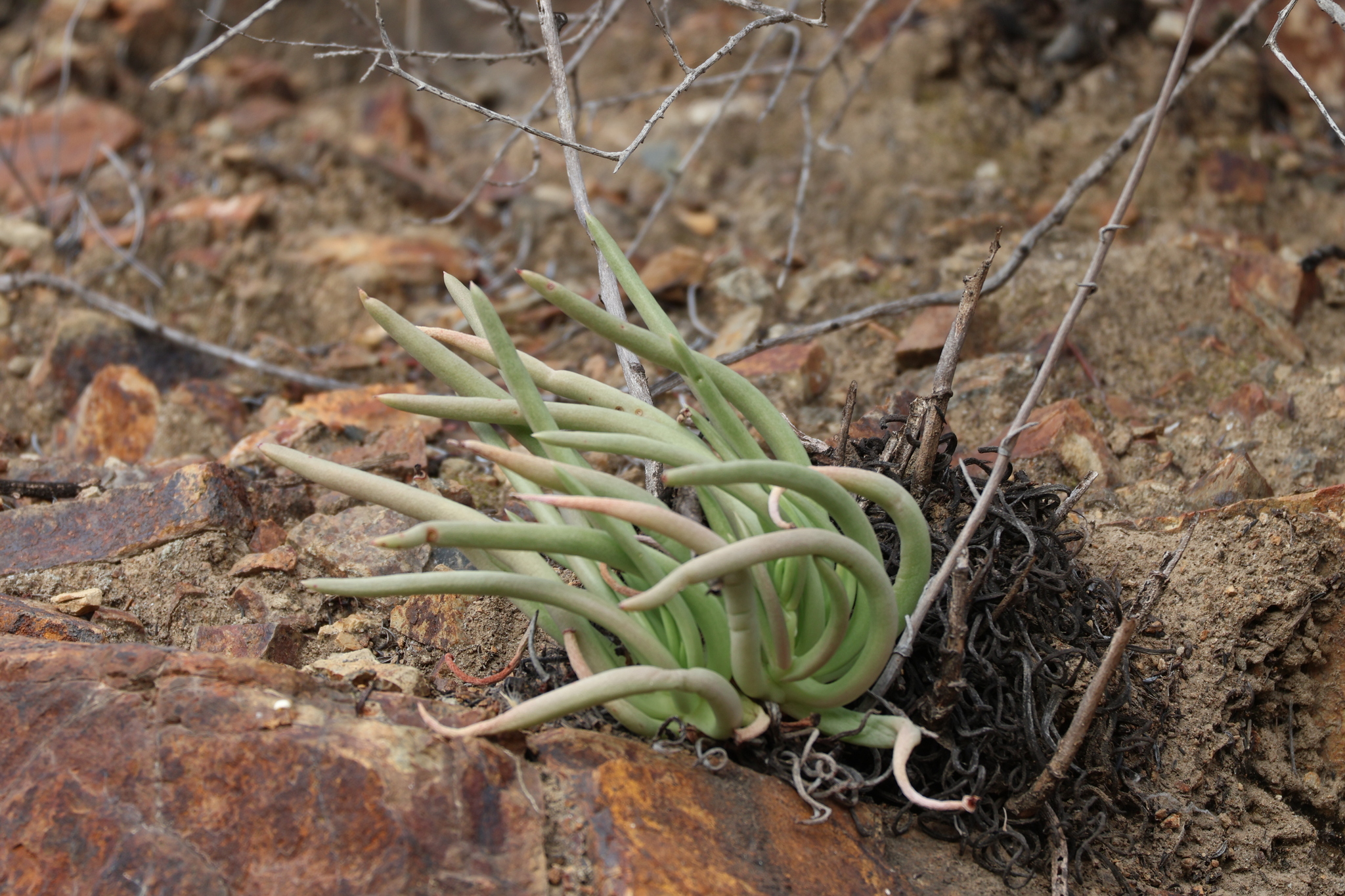 Imagem de Dudleya edulis