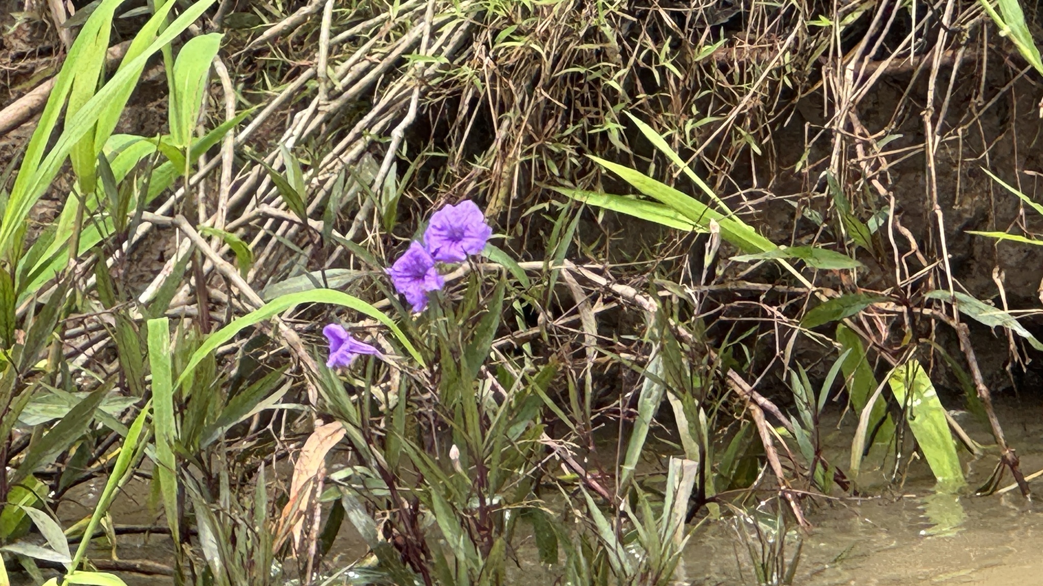 Ruellia simplex