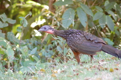 Penelope ochrogaster