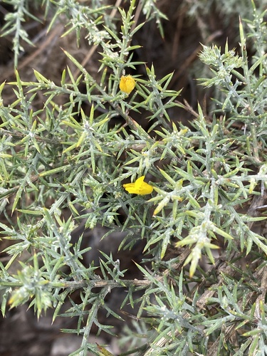 Avistamiento Ulex parviflorus
