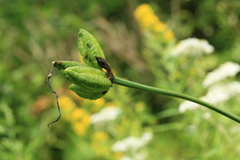 Hemerocallis middendorffii