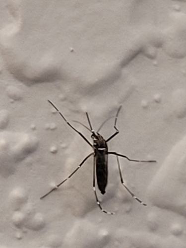 Unknown species found near Corpus Christi, TX 78414, USA