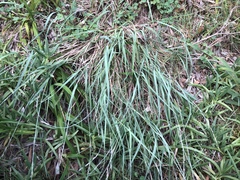 Eragrostis interrupta