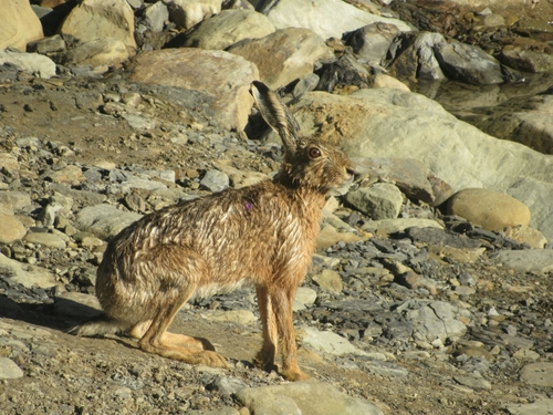 Brown Hare, photo 9 of 9