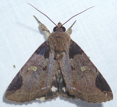 Ercheia cyllaria