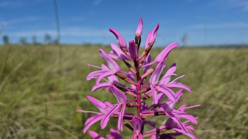 Watson Disa (Disa nervosa)