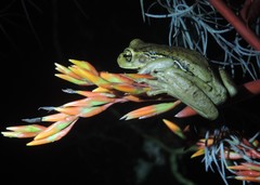 Trachycephalus mesophaeus