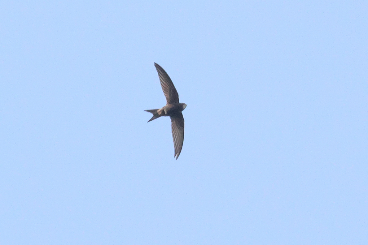 Apus apus (Linnaeus, 1758)
