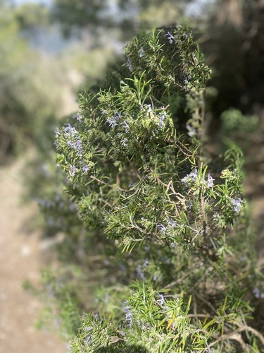 Avistamiento Salvia rosmarinus
