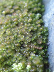 Marsupella emarginata