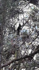 Cyanoramphus auriceps