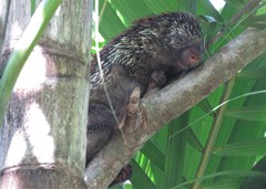 Coendou speratus
