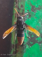Rhynchium