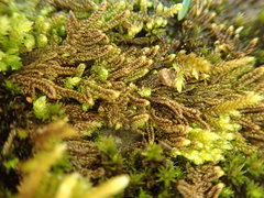 Hypnum dieckii
