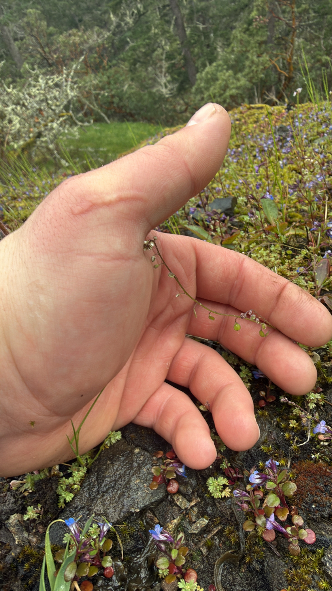 Common Sandweed (Athysanus pusillus)