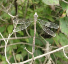 Lestes rectangularis