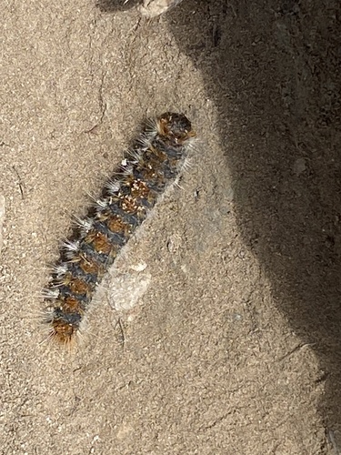 Avistamiento Thaumetopoea pityocampa