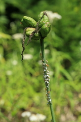 Hemerocallis middendorffii