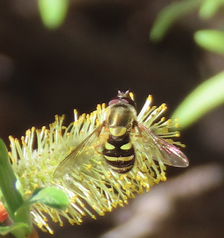 Unknown species found near Bernalillo County, NM, USA