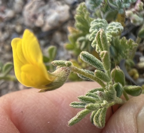 strigose lotus (Acmispon strigosus)